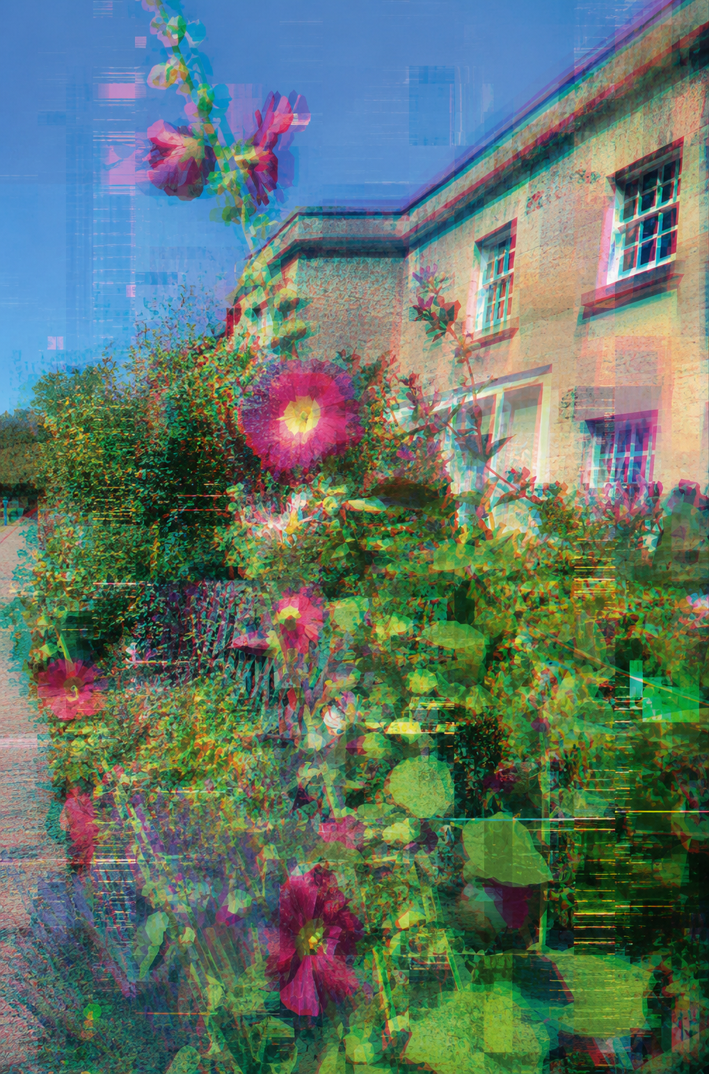 Bath Bathampton Hollyhocks Pink Cottage Flowers